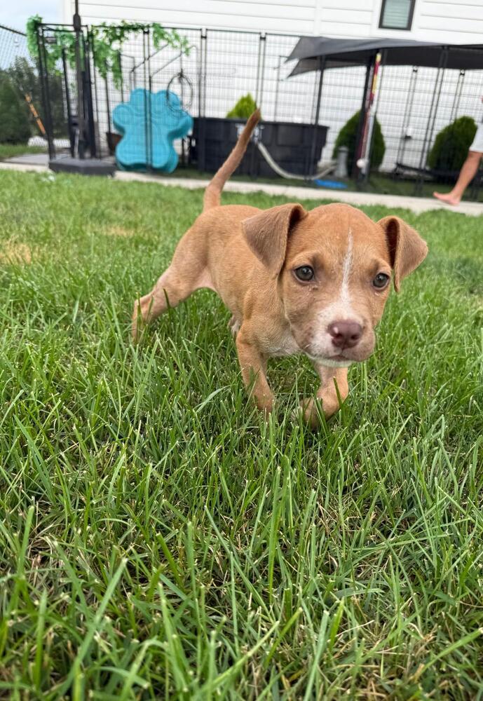 Enlarge Hendrix - fostered in Omaha, a Adoptable mixed breed in Shawnee Mission, KS image 2/6