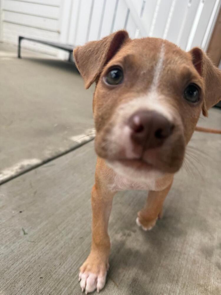 Enlarge Hendrix - fostered in Omaha, a Adoptable mixed breed in Shawnee Mission, KS image 3/6