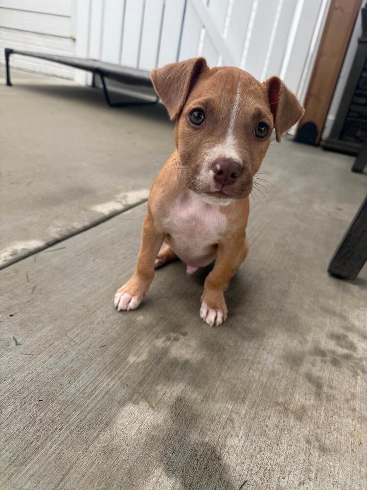 Enlarge Hendrix - fostered in Omaha, a Adoptable mixed breed in Shawnee Mission, KS image 4/6