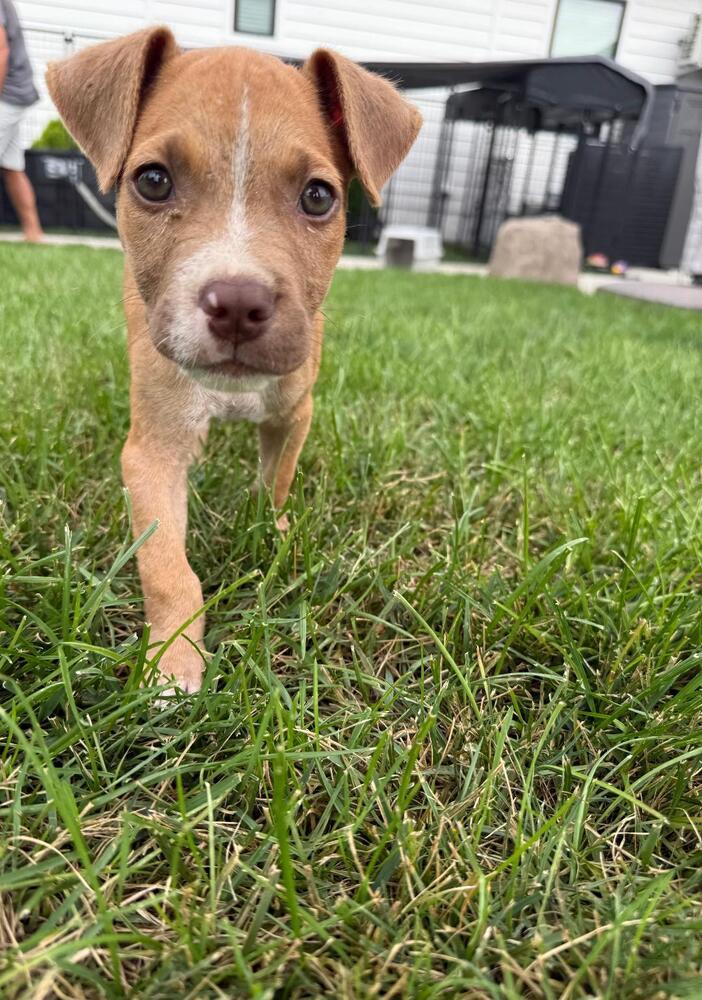 Enlarge Hendrix - fostered in Omaha, a Adoptable mixed breed in Shawnee Mission, KS image 5/6