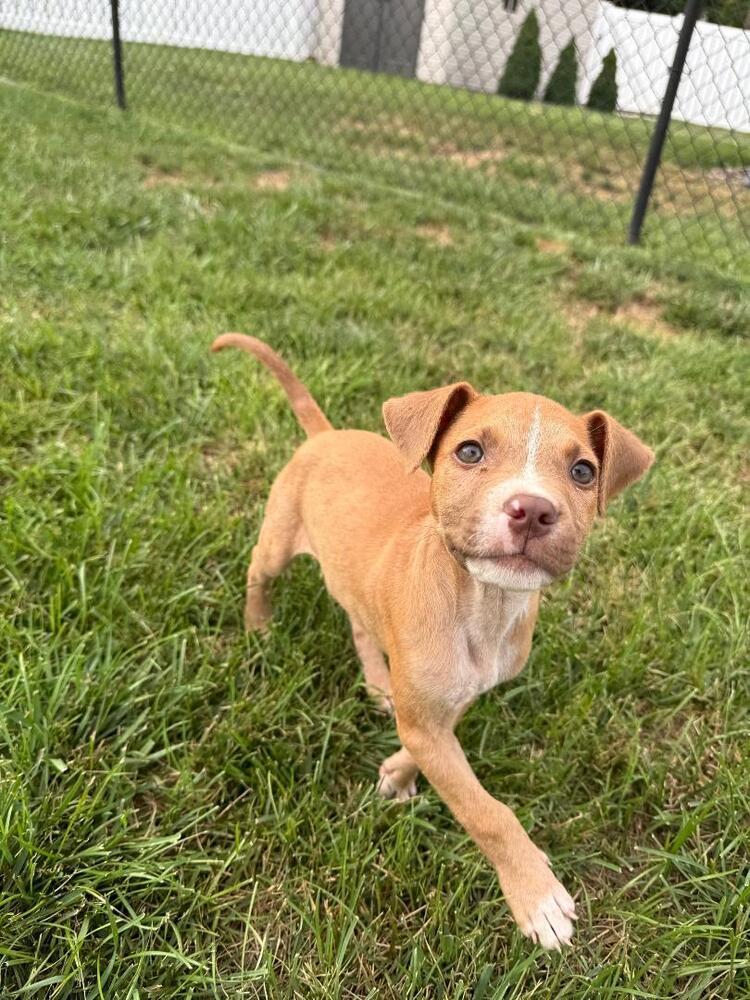 Enlarge Hendrix - fostered in Omaha, a Adoptable mixed breed in Shawnee Mission, KS image 6/6
