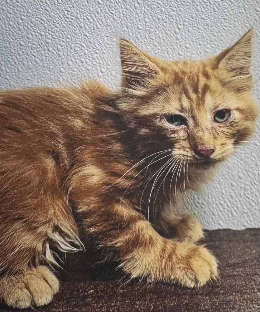 Bridgette — thumbnail 2