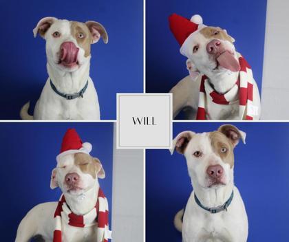 Enlarge Will, a Adoptable mixed breed in Port Allen, LA image 1/2