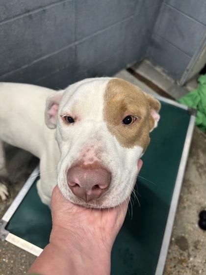 Will, Adoptable, Adult Male Pit Bull Terrier & Mixed Breed.