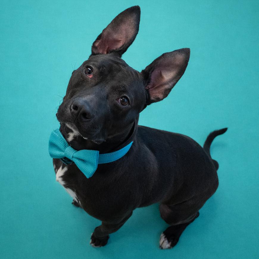 Enlarge Zips, a Adoptable mixed breed in Binghamton, NY image 1/6