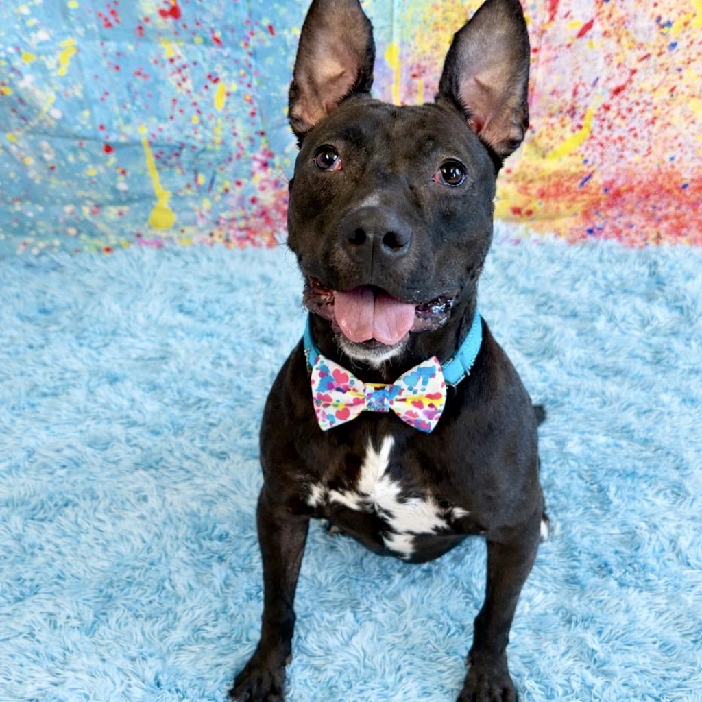 Enlarge Zips, a Adoptable mixed breed in Binghamton, NY image 2/6