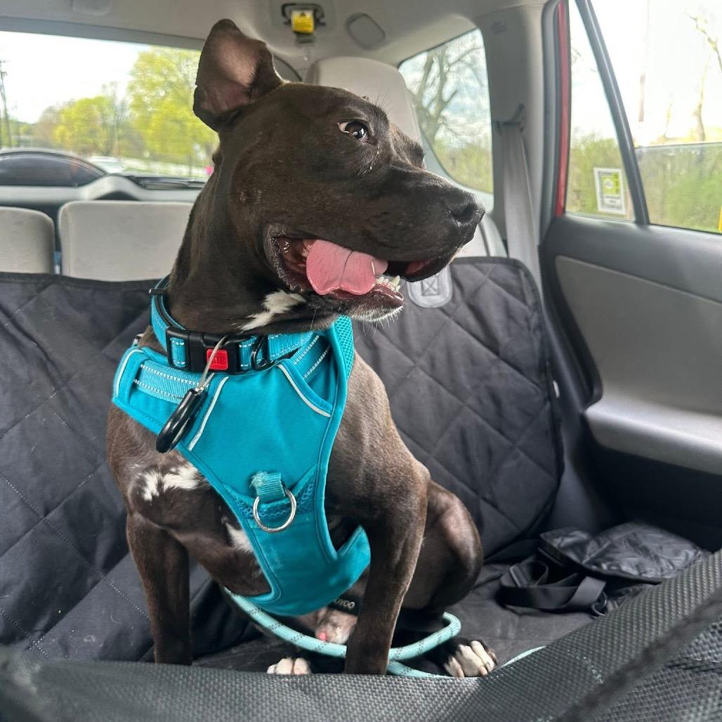 Enlarge Zips, a Adoptable mixed breed in Binghamton, NY image 3/6