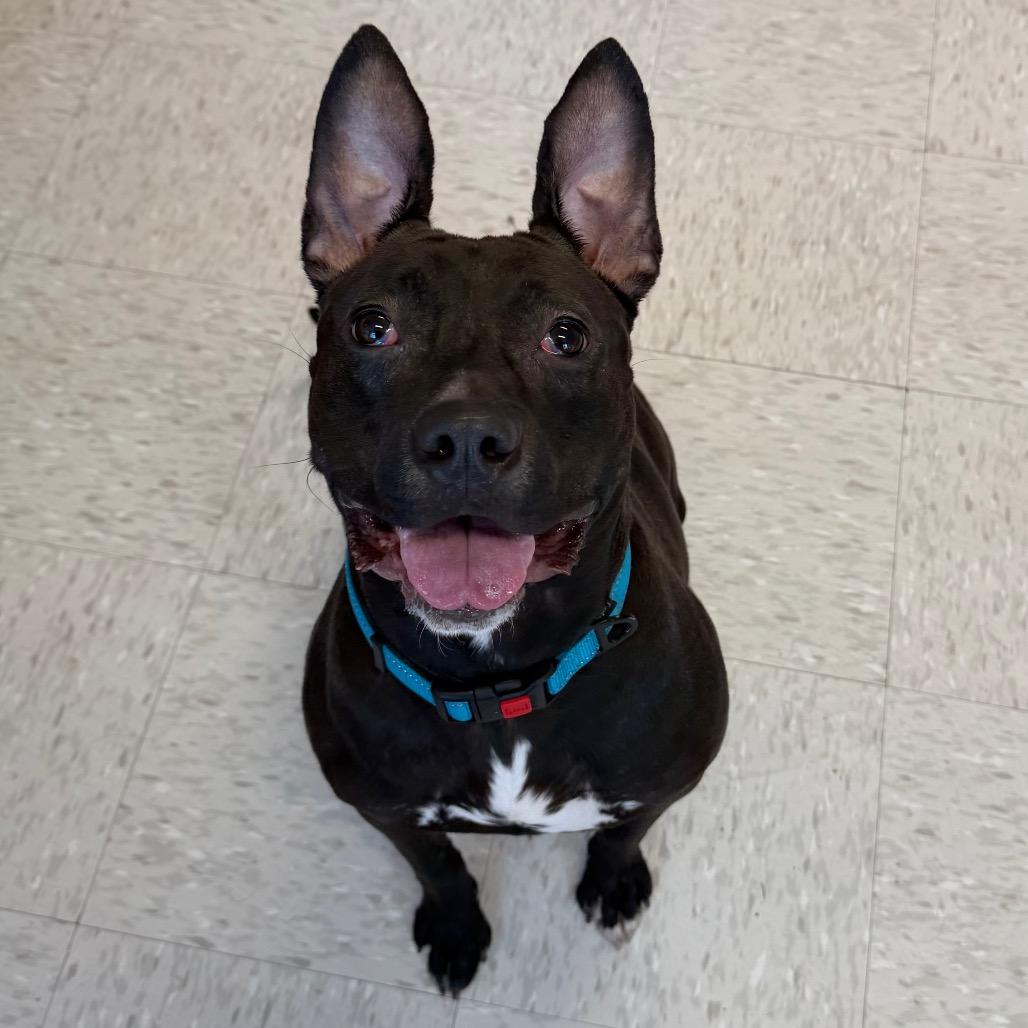 Enlarge Zips, a Adoptable mixed breed in Binghamton, NY image 3/6