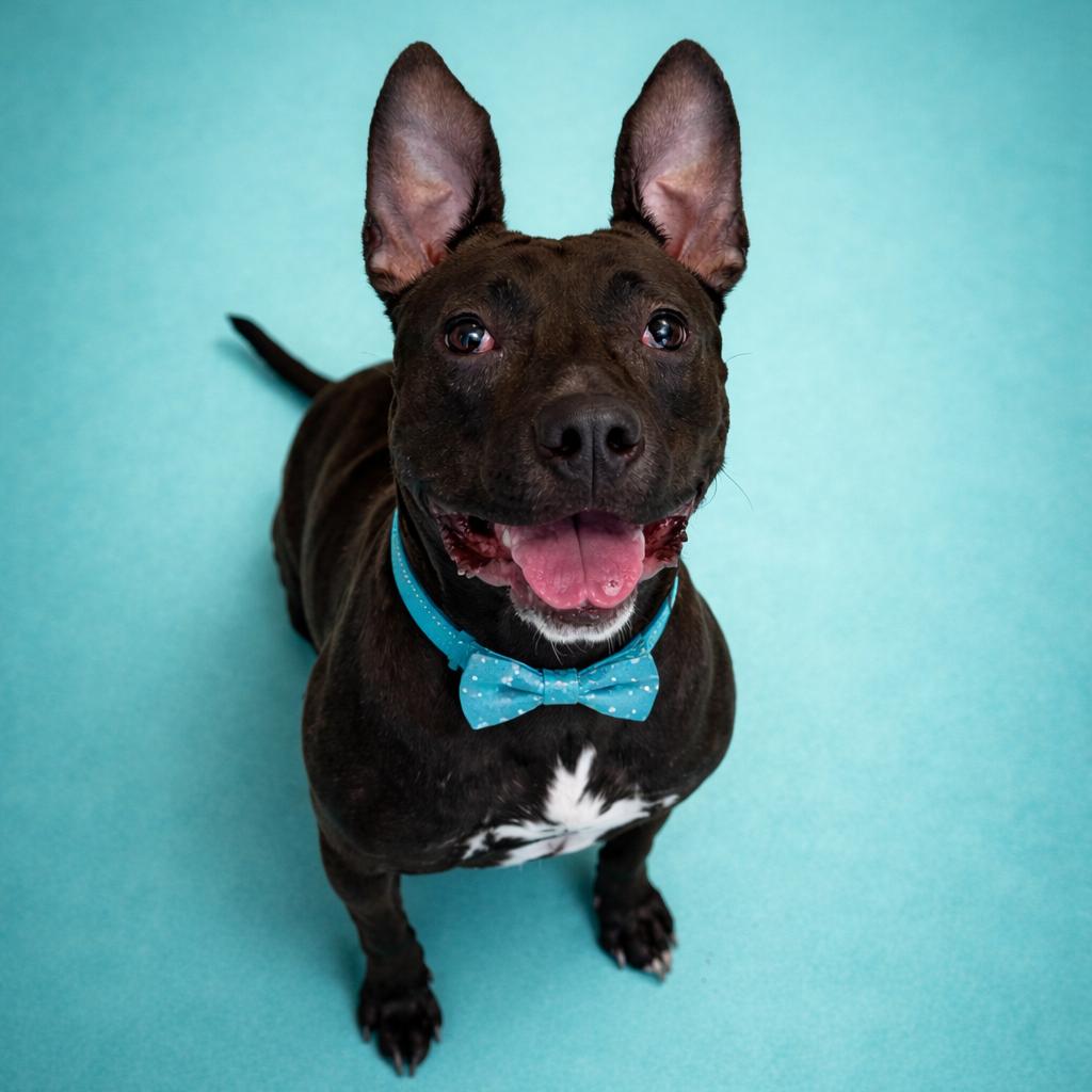 Enlarge Zips, a Adoptable mixed breed in Binghamton, NY image 4/6