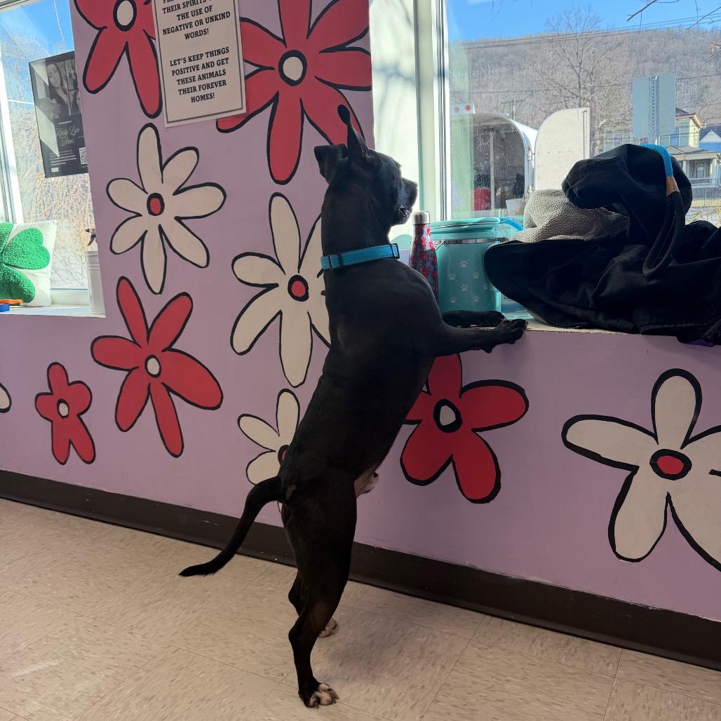 Enlarge Zips, a Adoptable mixed breed in Binghamton, NY image 5/6