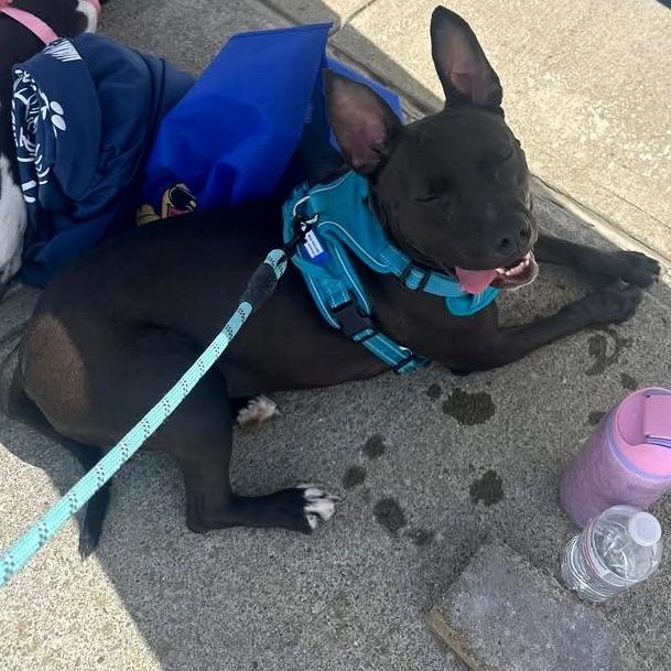 Enlarge Zips, a Adoptable mixed breed in Binghamton, NY image 5/6