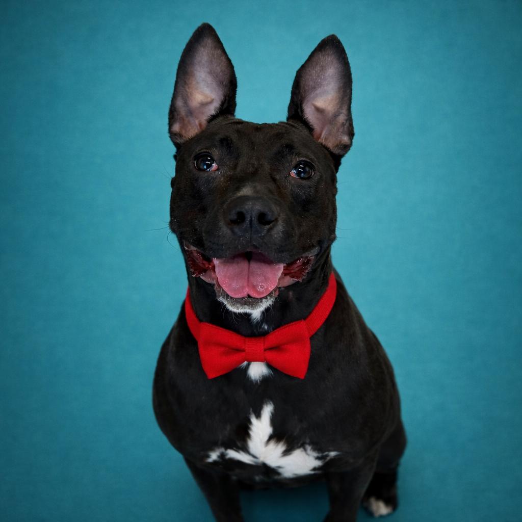 Enlarge Zips, a Adoptable mixed breed in Binghamton, NY image 6/6