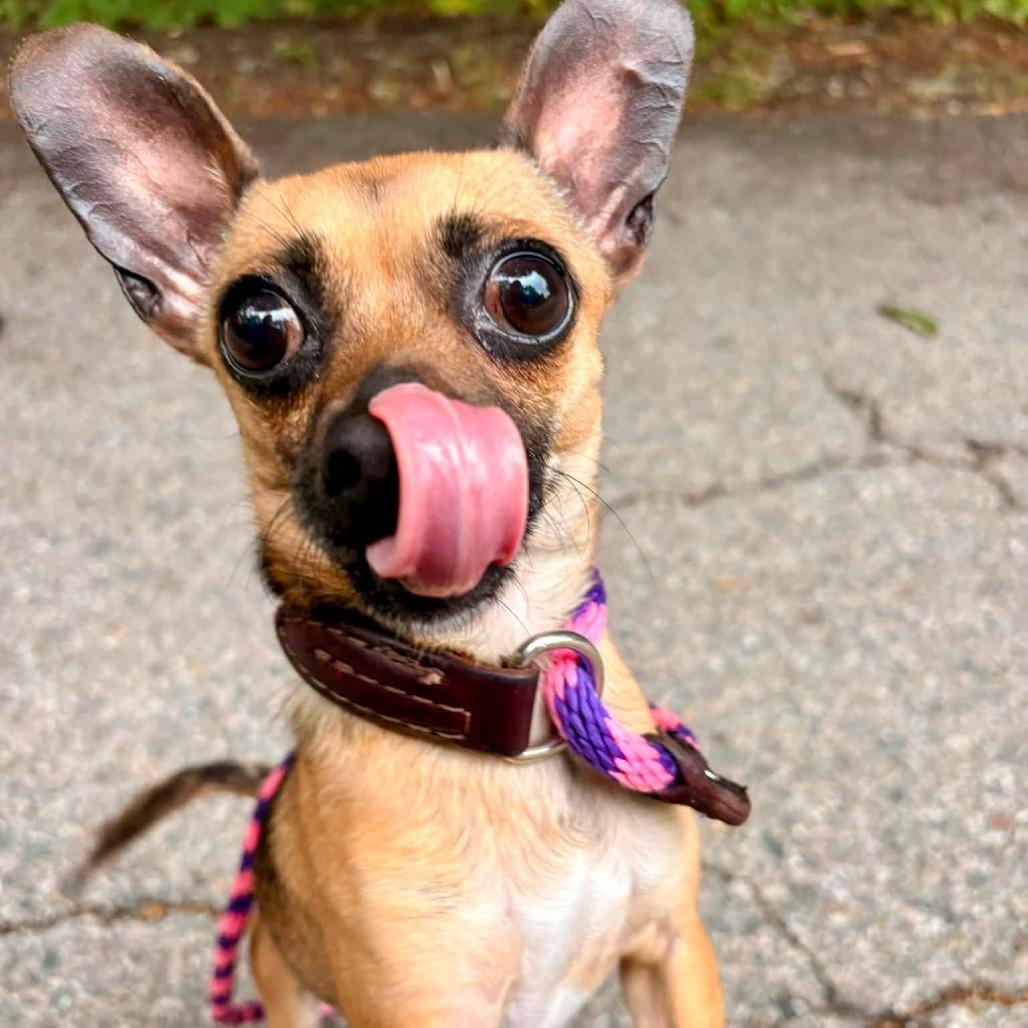 Enlarge Tico, a Adoptable Chihuahua in Brockton, MA image 1/3