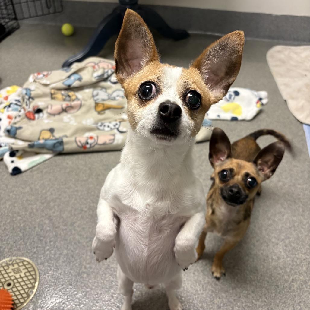 Enlarge Tico, a Adoptable Chihuahua in Brockton, MA image 2/3