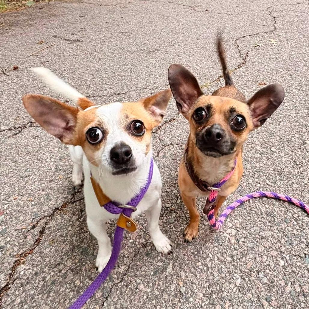 Enlarge Tico, a Adoptable Chihuahua in Brockton, MA image 3/3