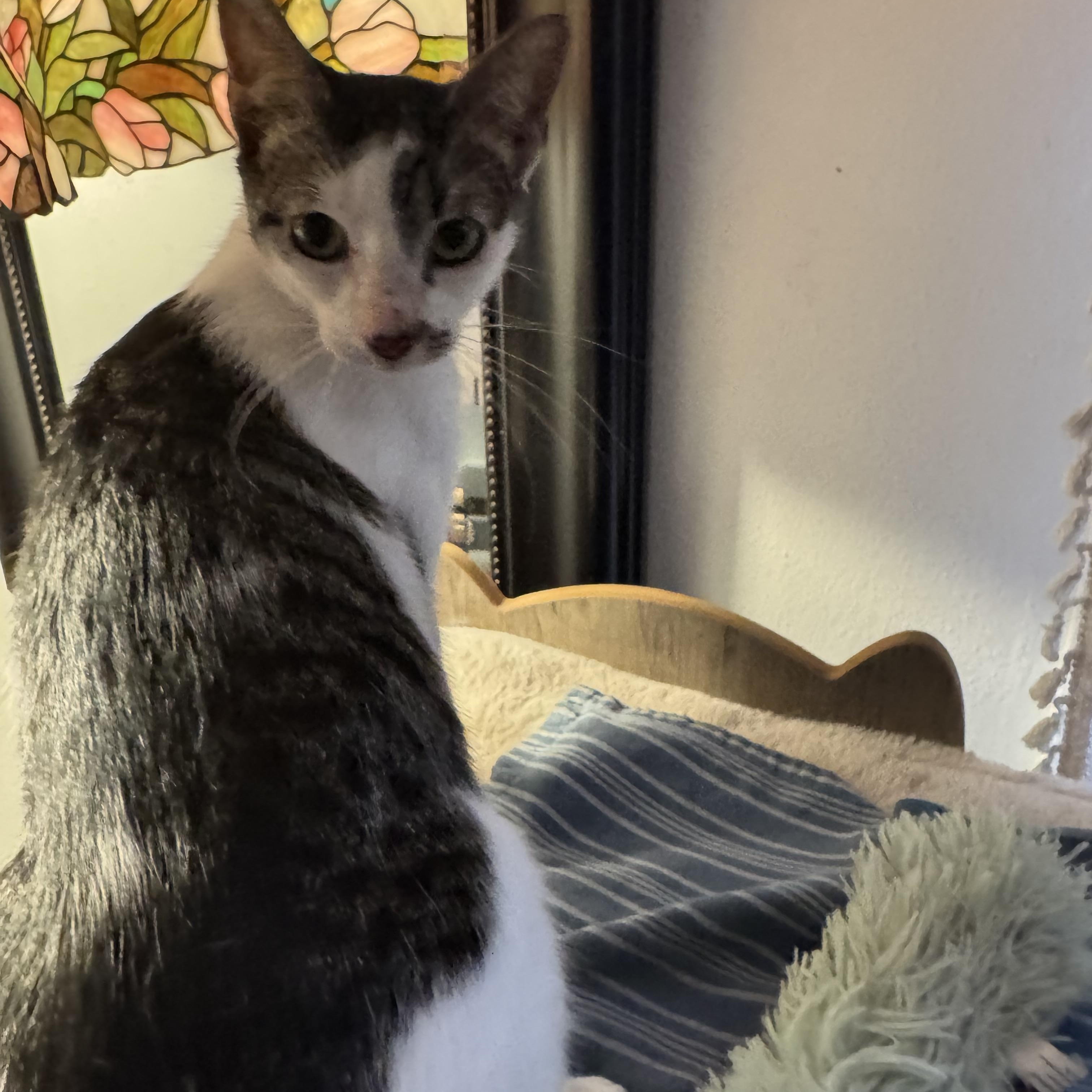 Echo, Adoptable, Adult Female Domestic Short Hair.