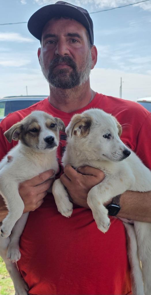 Vina, a Adoptable mixed breed in Fort Stockton, TX image 2/2