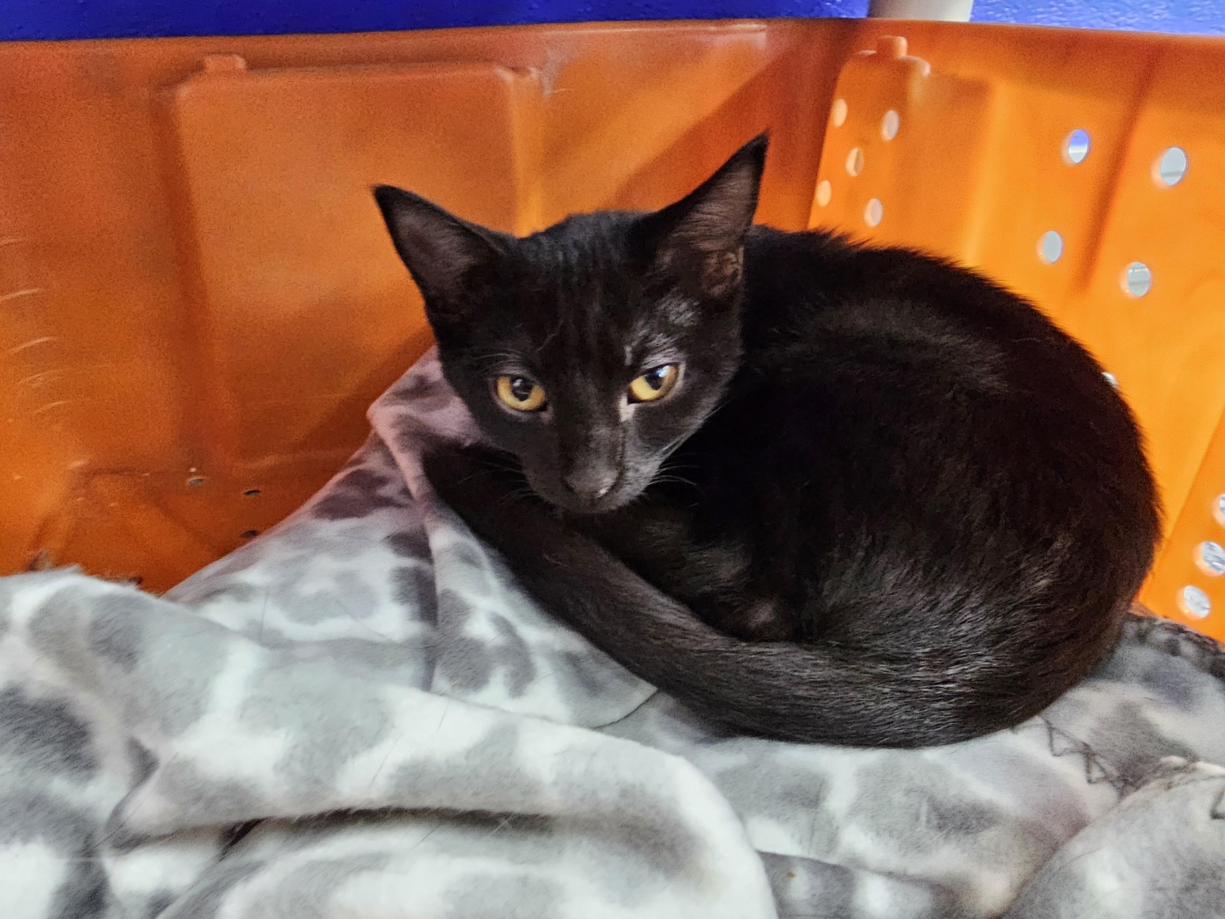 Enlarge Moxie, a Adoptable Domestic Short Hair in Dunkirk, NY image 2/2