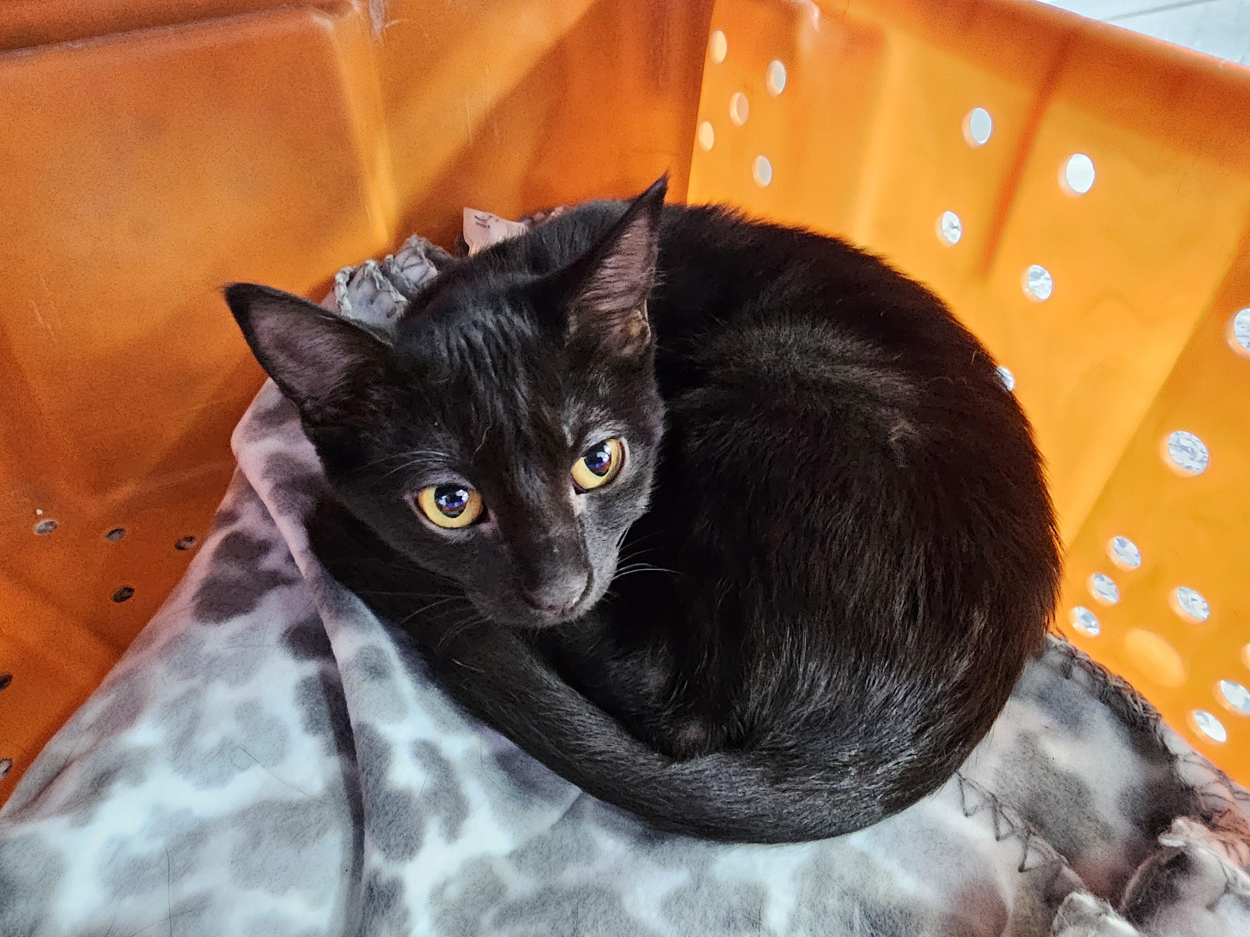 Enlarge Moxie, a Adoptable Domestic Short Hair in Dunkirk, NY image 1/2