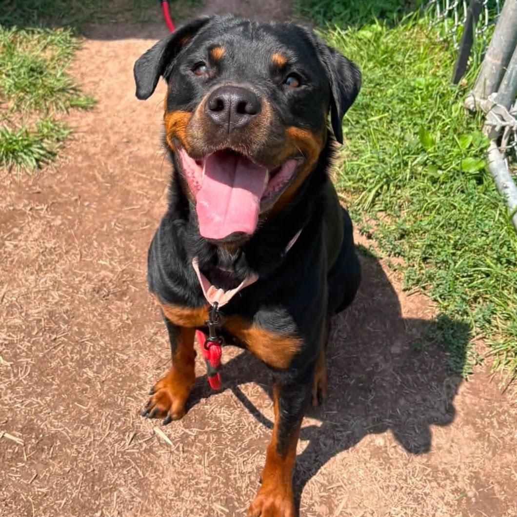 Brandy, an adopted mixed breed in Syracuse, NY image 1/3