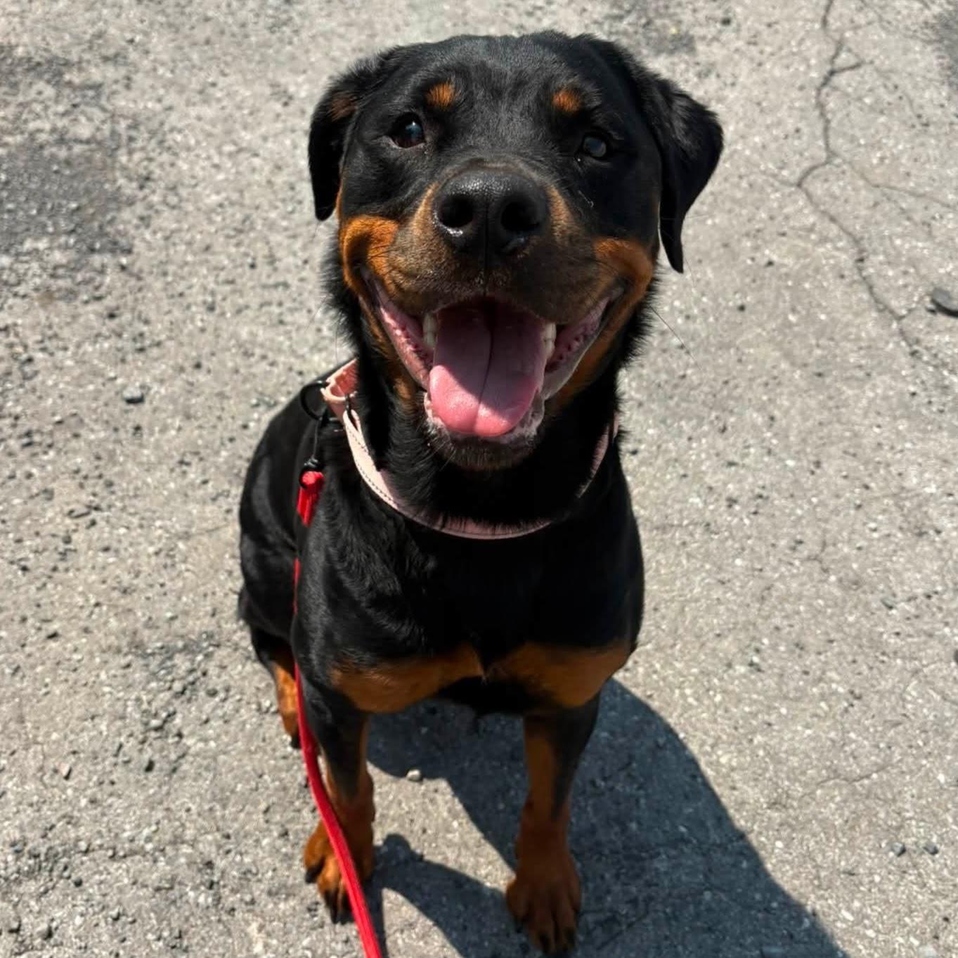 Brandy, an adopted mixed breed in Syracuse, NY image 2/3