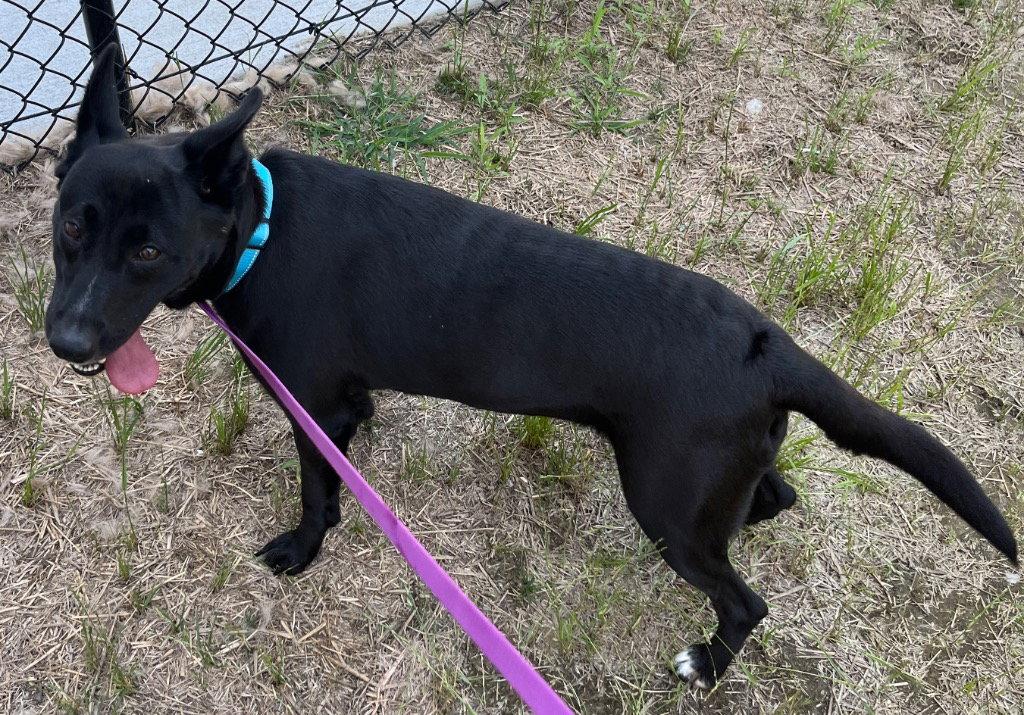 26-203 Midnight Ruby, a Adoptable Shepherd in Tarboro, NC image 1/3