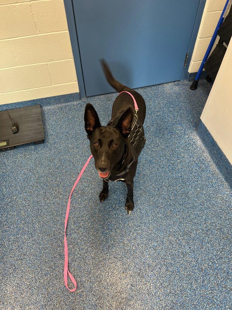 Enlarge 26-203 Midnight Ruby, a Adoptable Shepherd in Tarboro, NC image 1/1
