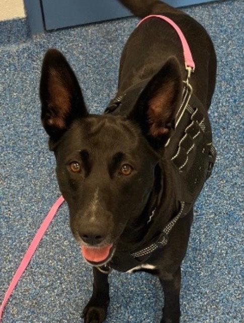 26-203 Midnight Ruby, a Adoptable Shepherd in Tarboro, NC image 2/3