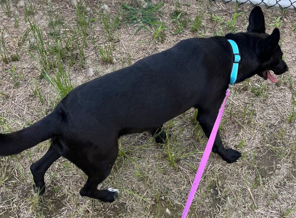 26-203 Midnight Ruby, a Adoptable Shepherd in Tarboro, NC image 3/3