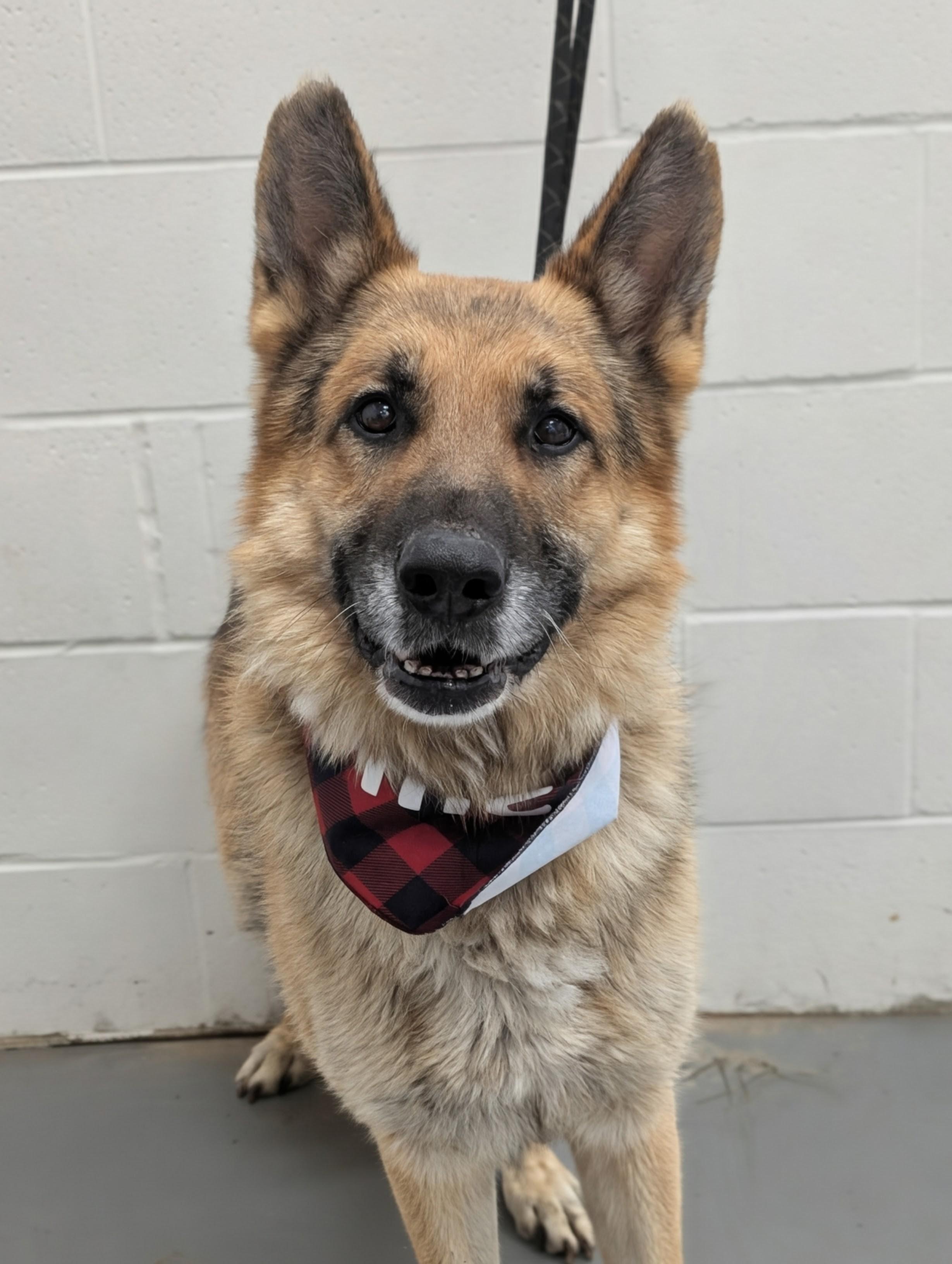 Enlarge Thor, an adoption pending German Shepherd Dog in Rushville, IN image 1/1