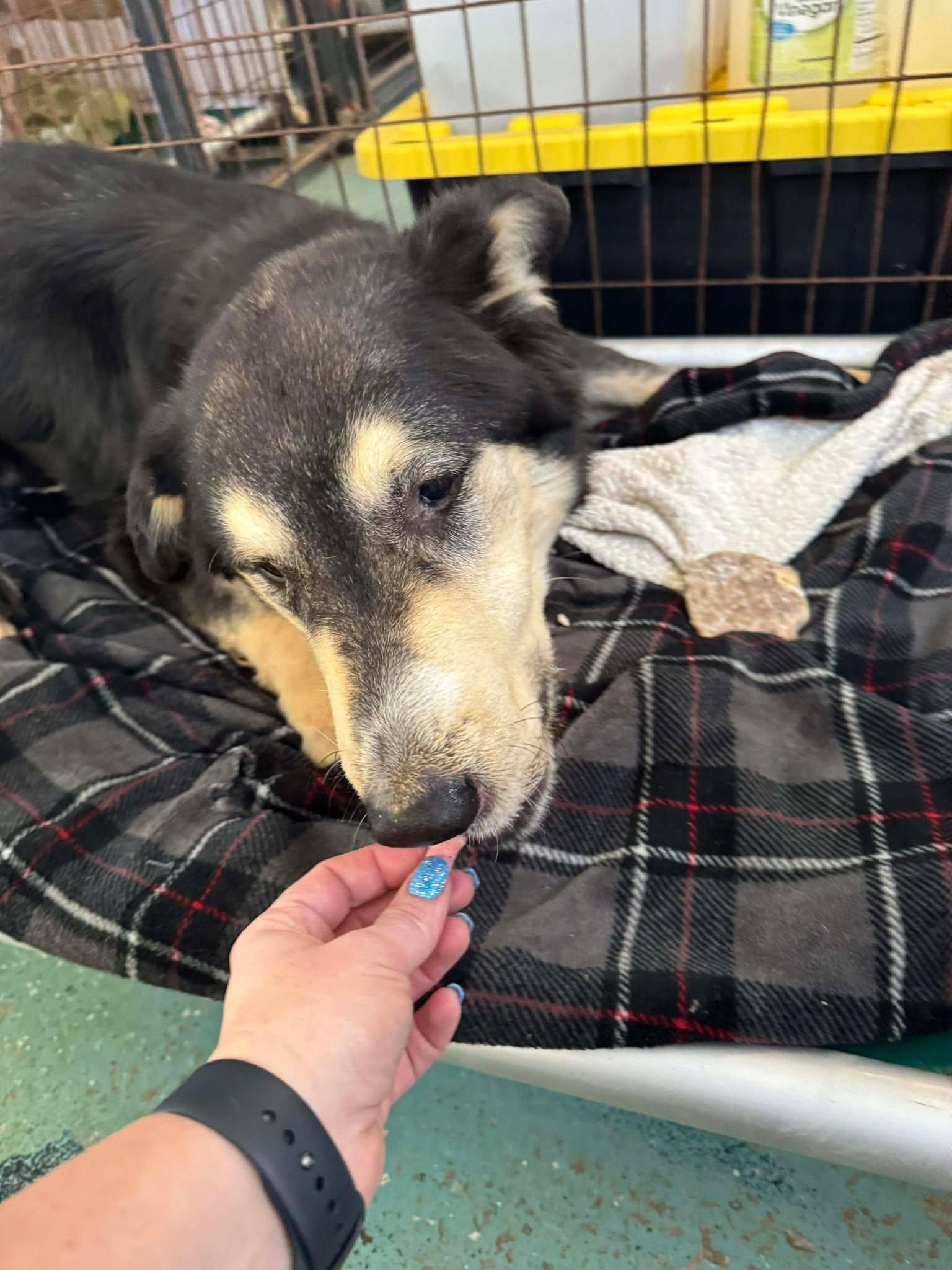 Jaxson, Adoptable, Young Male Shepherd & Mixed Breed.