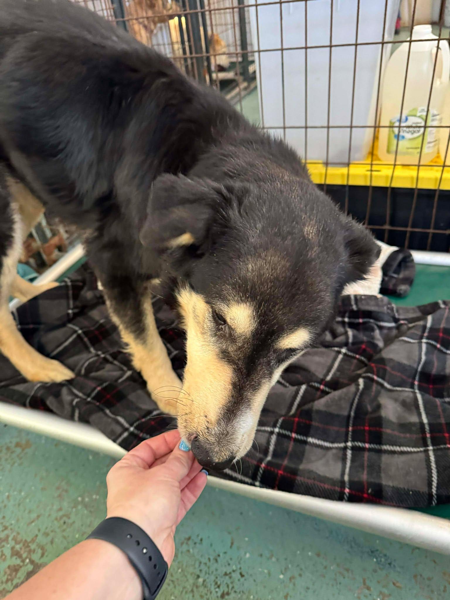 Enlarge Jaxson, a Adoptable mixed breed in Heuvelton, NY image 2/6