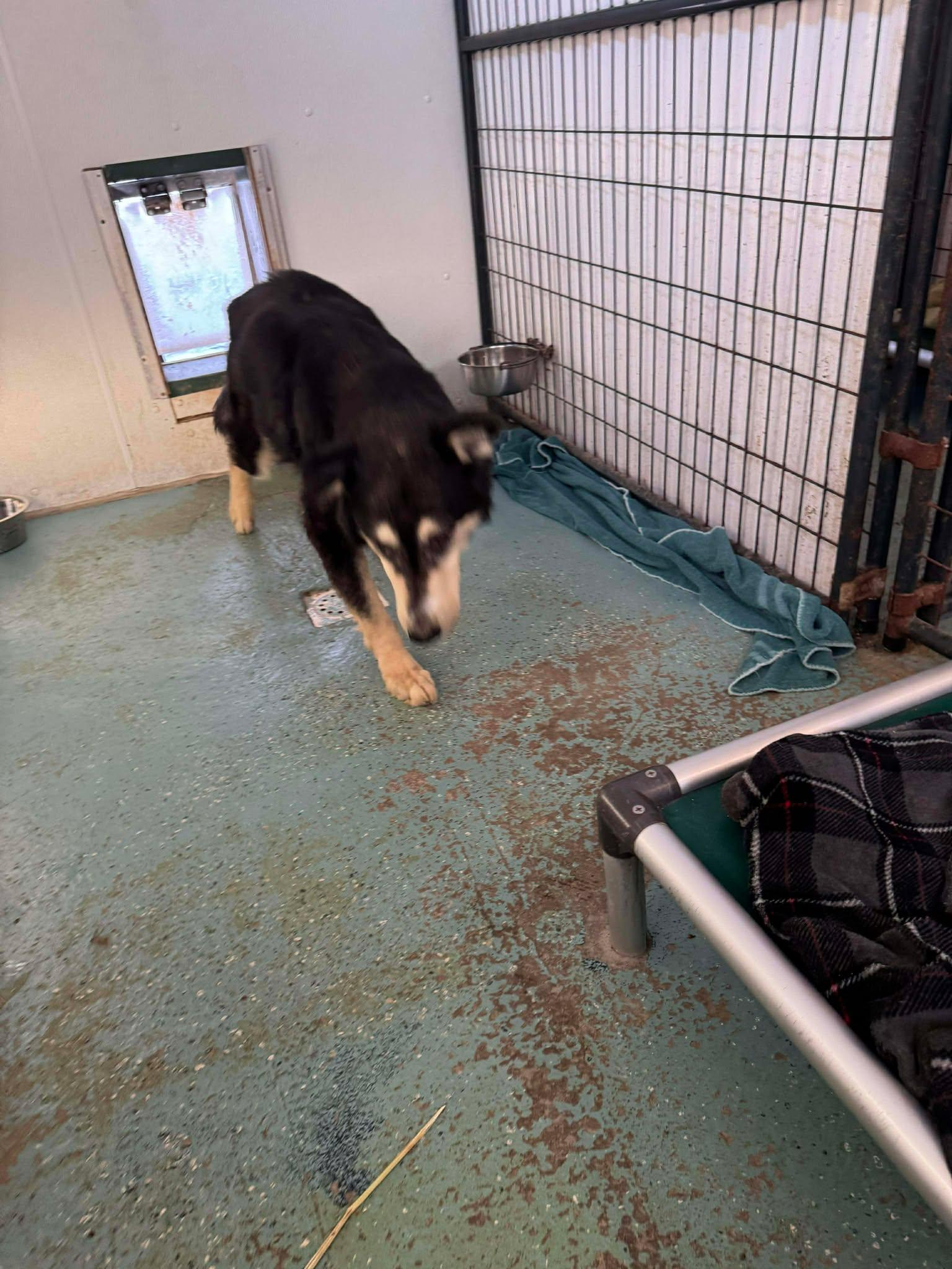 Enlarge Jaxson, a Adoptable mixed breed in Heuvelton, NY image 3/6