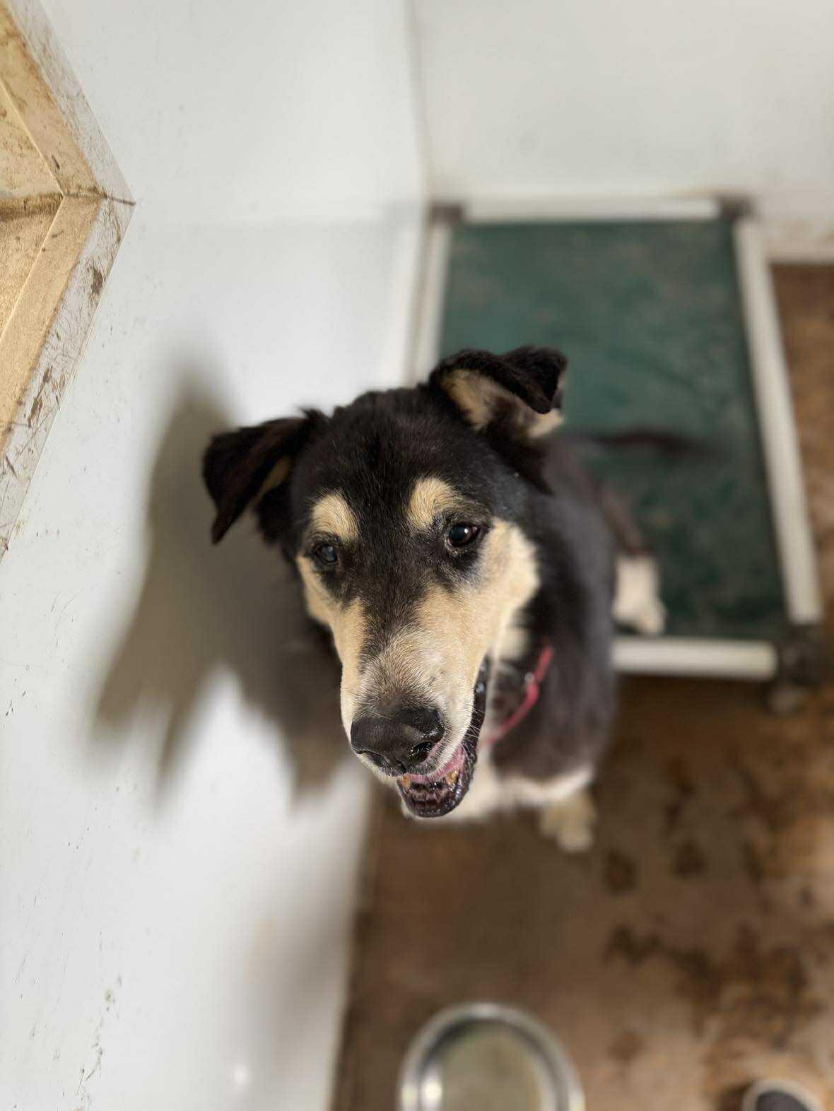 Enlarge Jaxson, a Adoptable mixed breed in Heuvelton, NY image 1/6