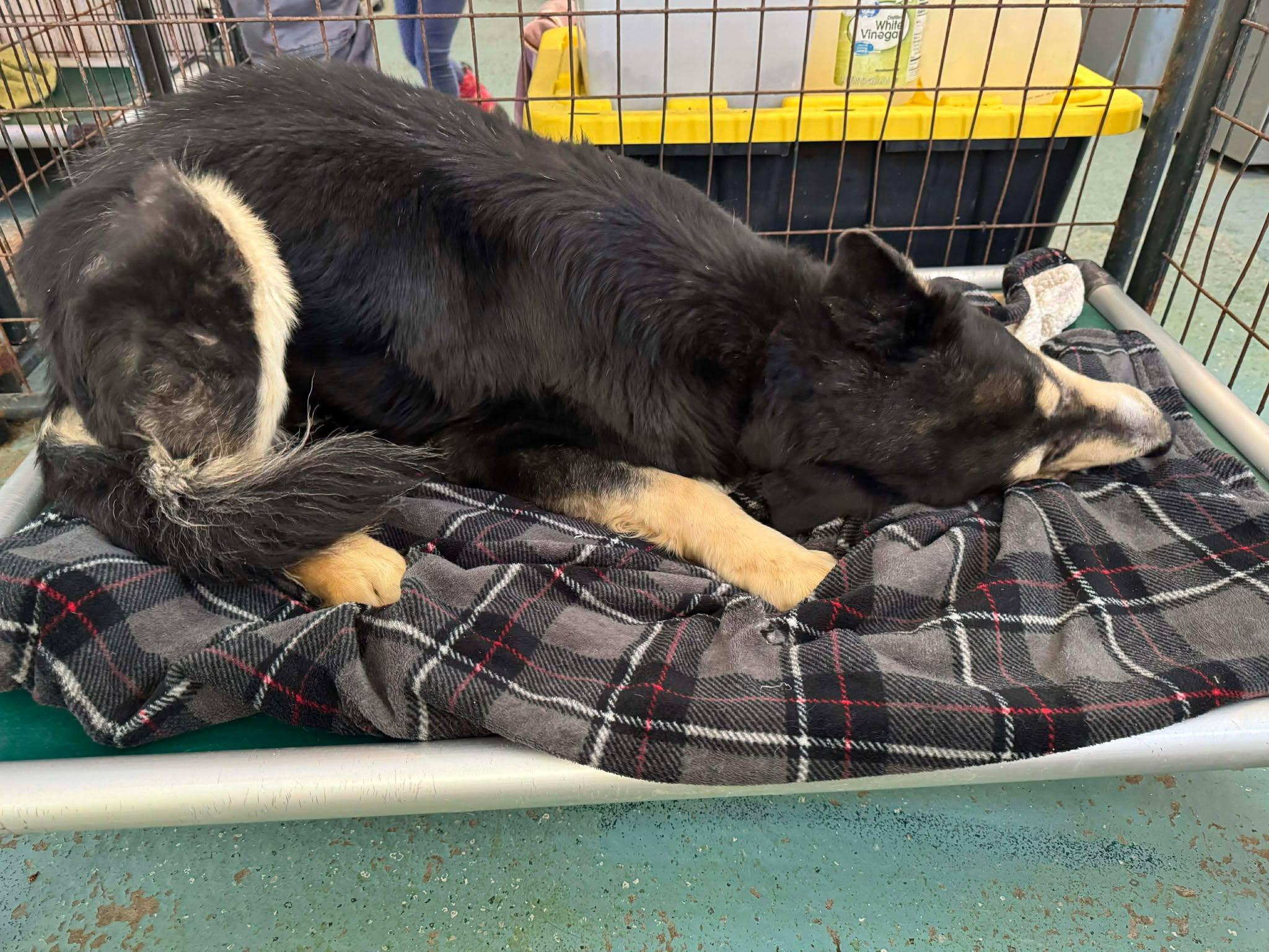 Enlarge Jaxson, a Adoptable mixed breed in Heuvelton, NY image 5/6