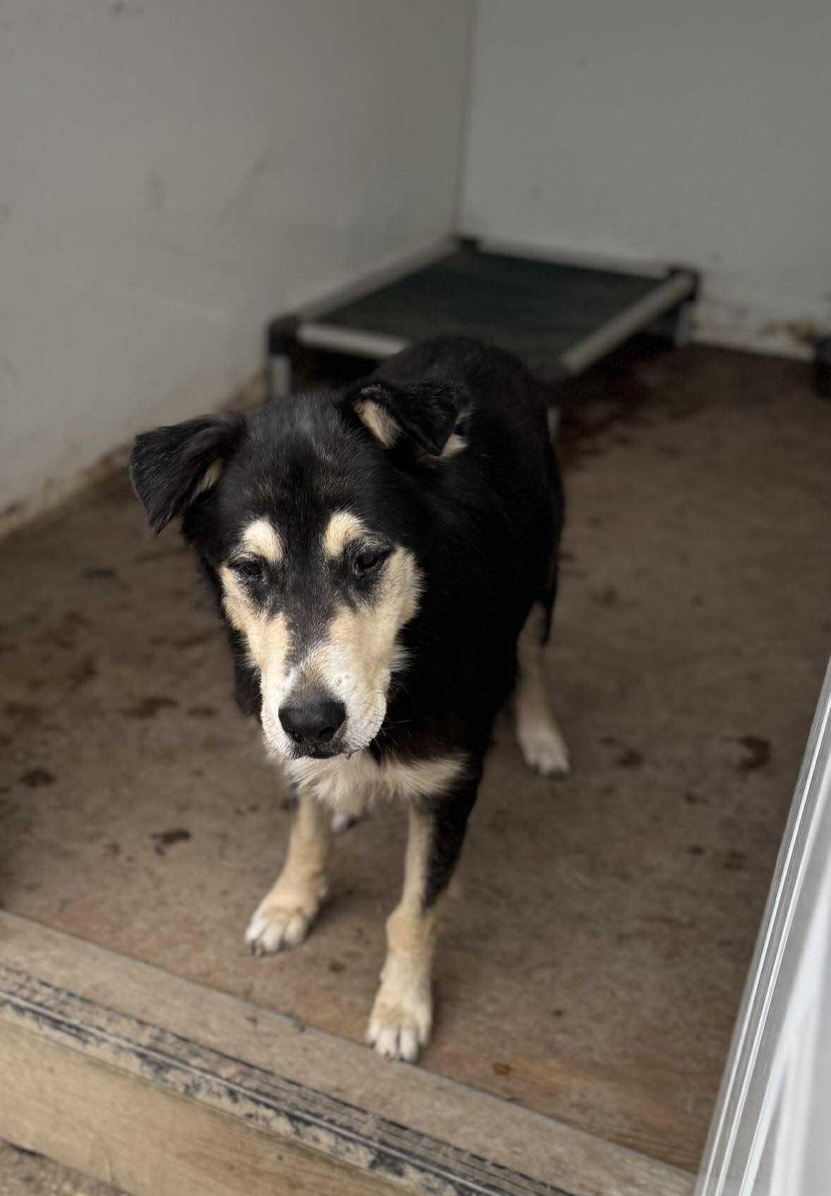 Enlarge Jaxson, a Adoptable mixed breed in Heuvelton, NY image 5/6