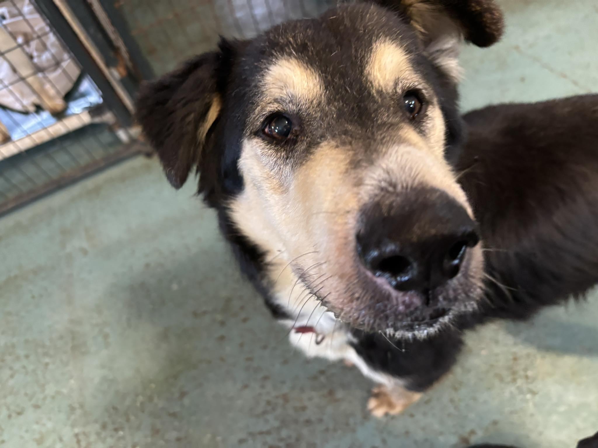 Enlarge Jaxson, a Adoptable mixed breed in Heuvelton, NY image 6/6