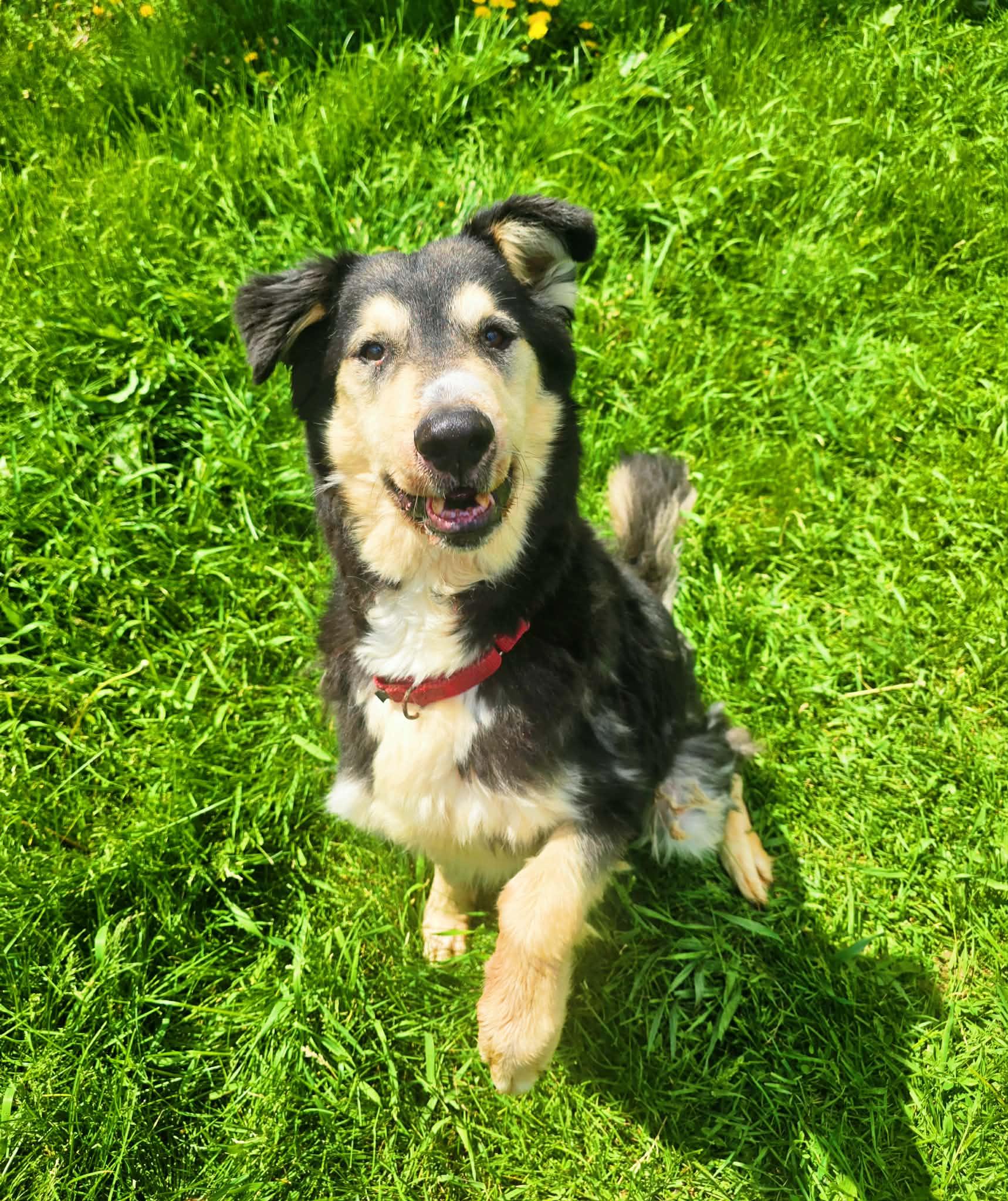Enlarge Jaxson, a Adoptable mixed breed in Heuvelton, NY image 1/6