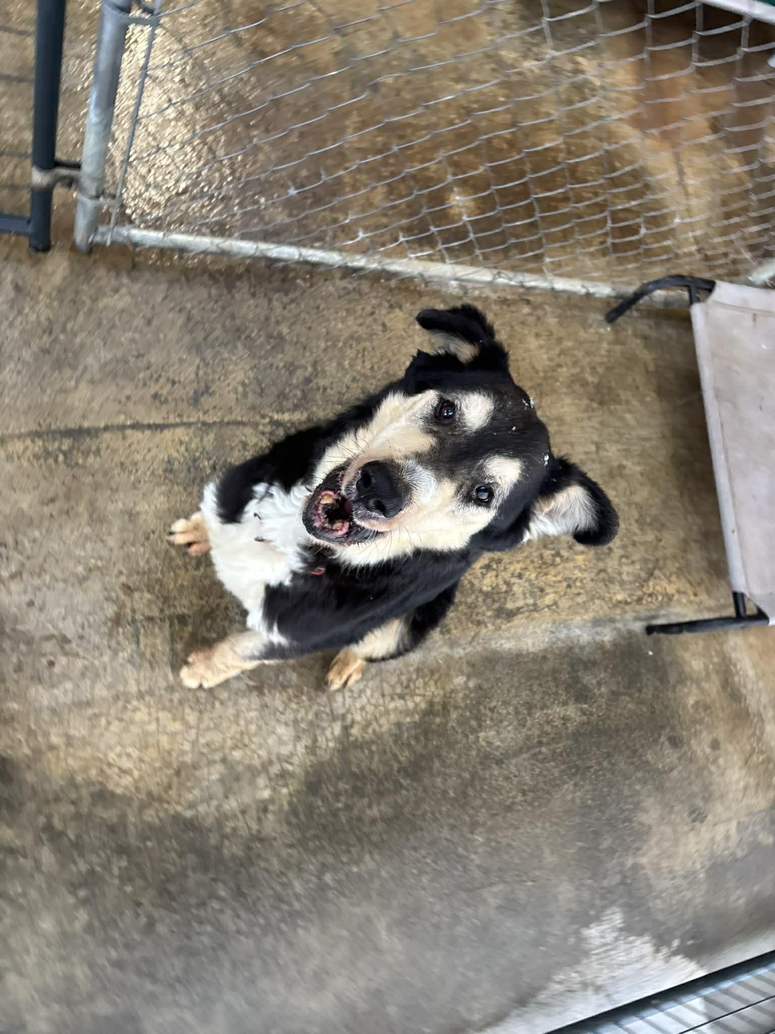 Enlarge Jaxson, a Adoptable mixed breed in Heuvelton, NY image 5/6