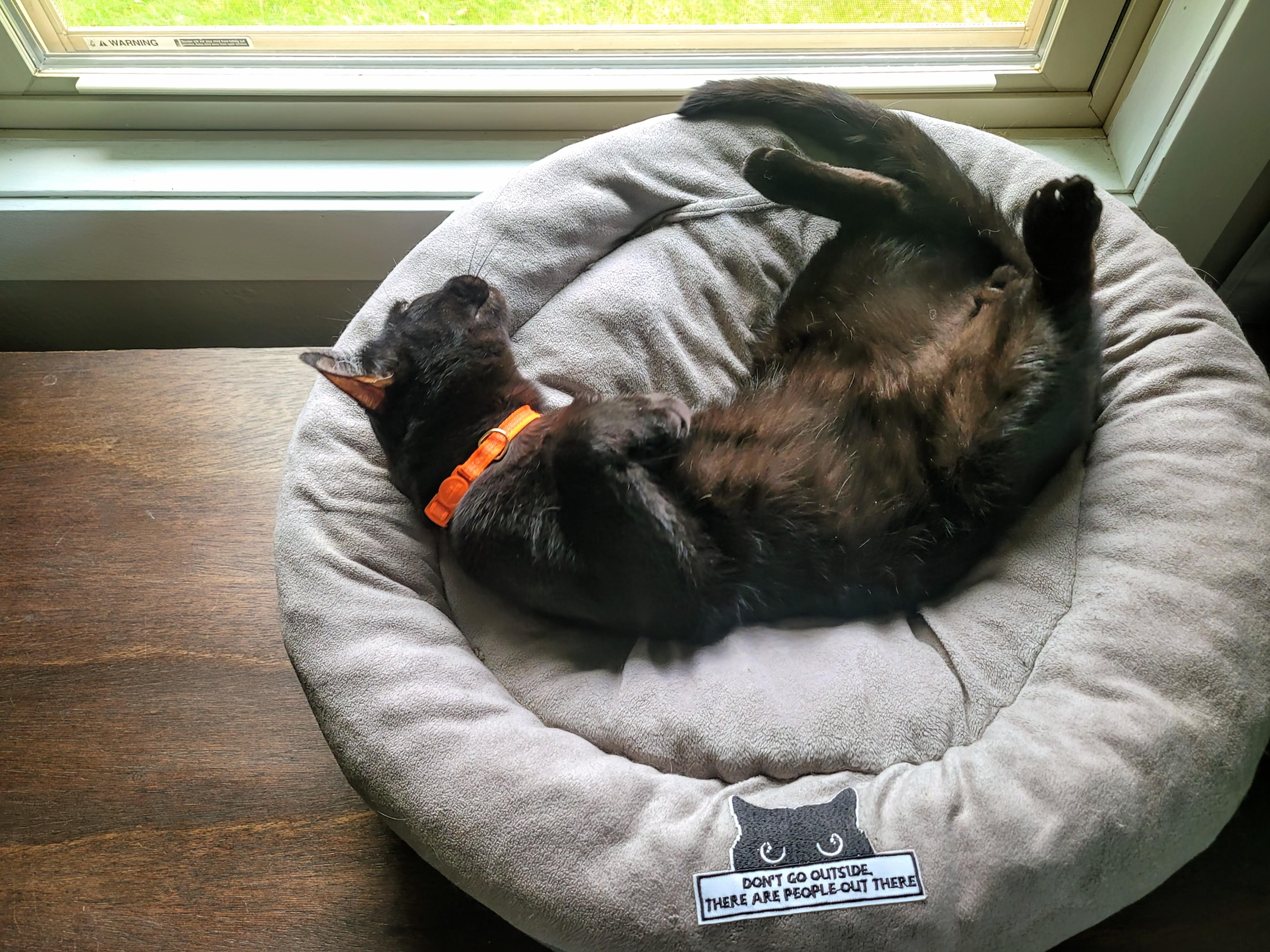 Figment AKA Fig, an adoptable Domestic Short Hair in Sartell, MN, 56377 | Photo Image 5