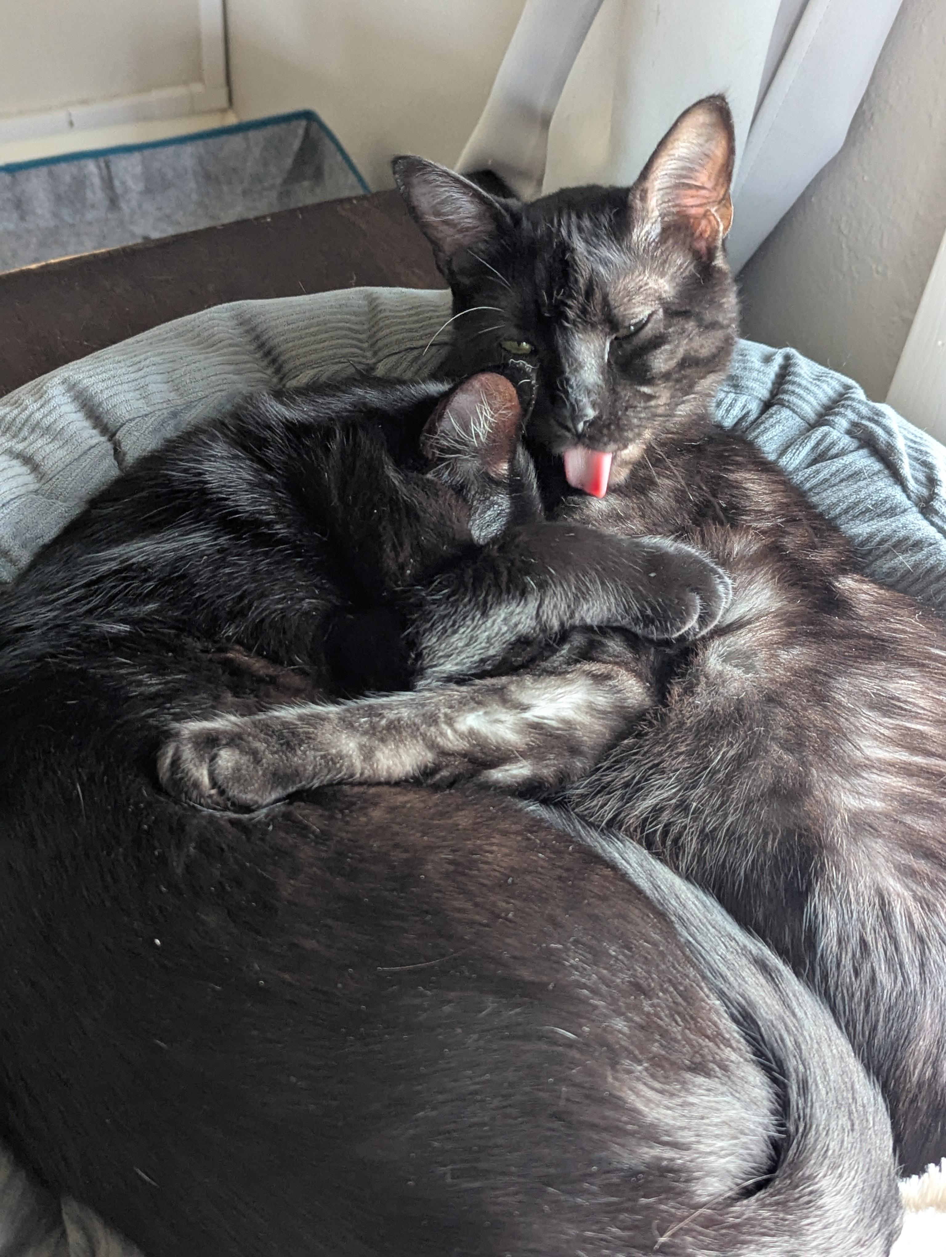 Figment AKA Fig, an adoptable Domestic Short Hair in Sartell, MN, 56377 | Photo Image 6