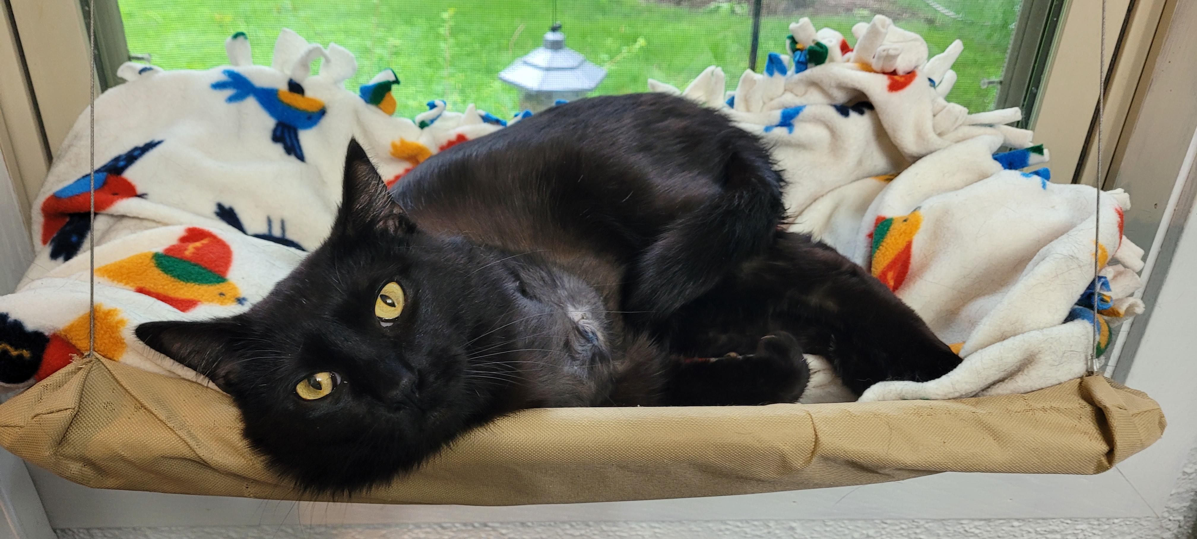 Figment AKA Fig, an adoptable Domestic Short Hair in Sartell, MN, 56377 | Photo Image 2
