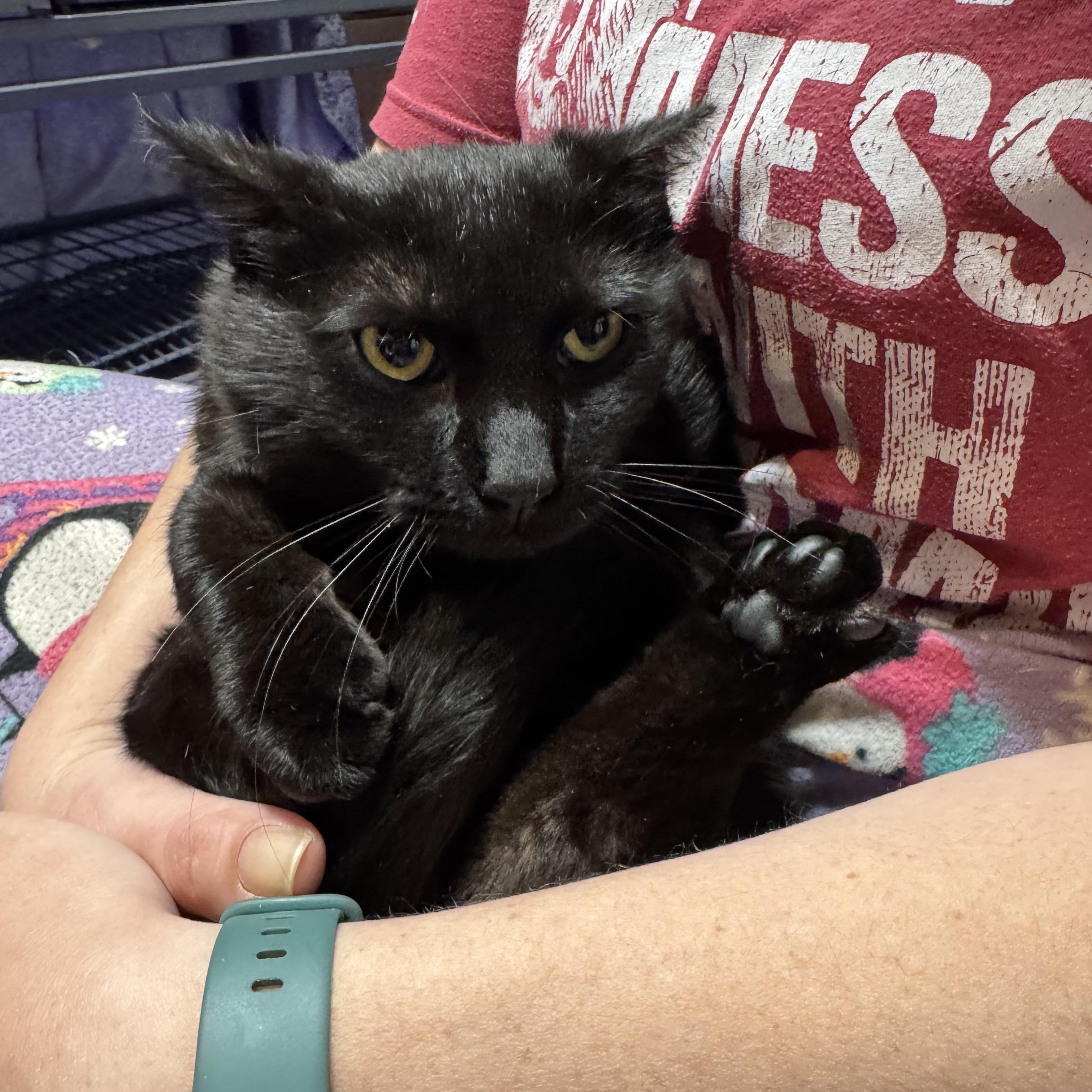 Figment AKA Fig, an adoptable Domestic Short Hair in Sartell, MN, 56377 | Photo Image 1