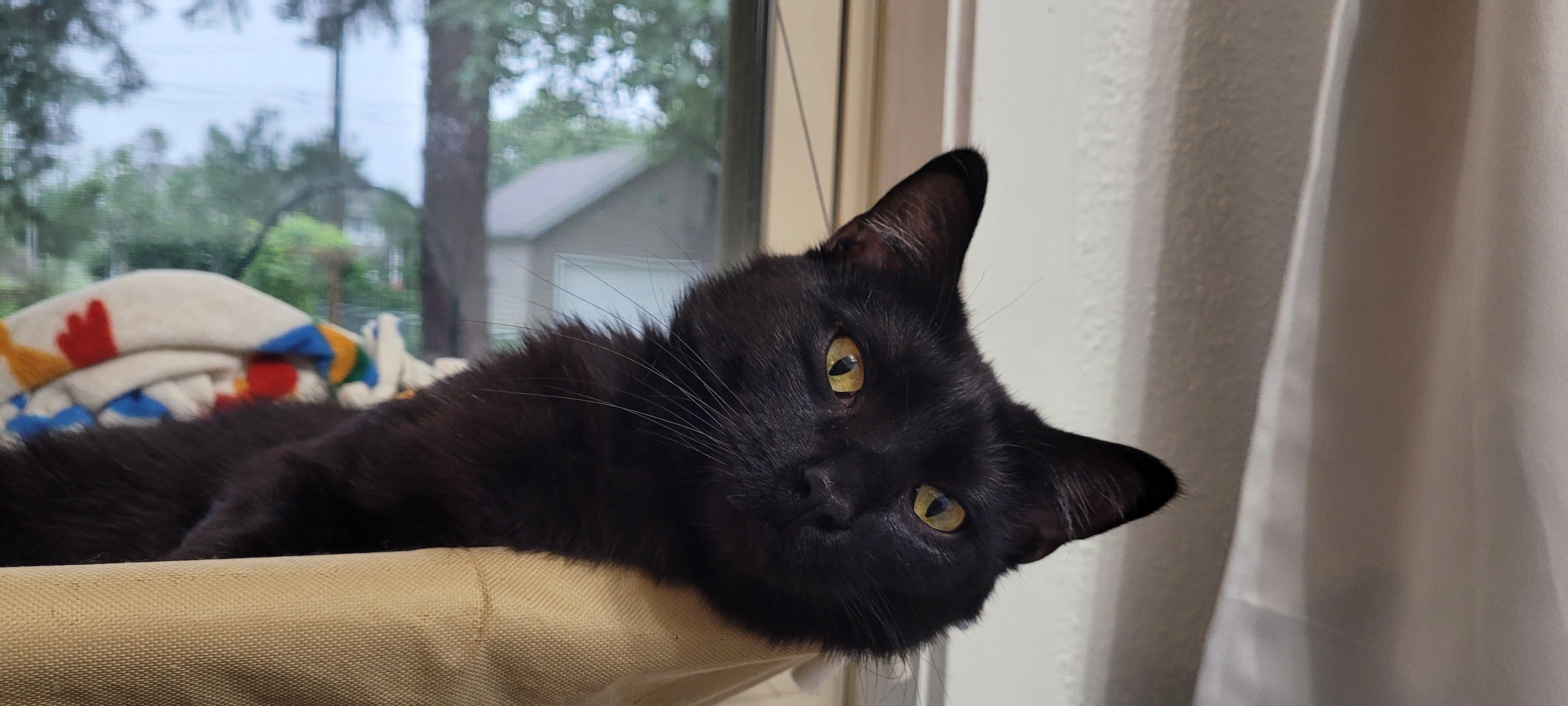Figment AKA Fig, an adoptable Domestic Short Hair in Sartell, MN, 56377 | Photo Image 3