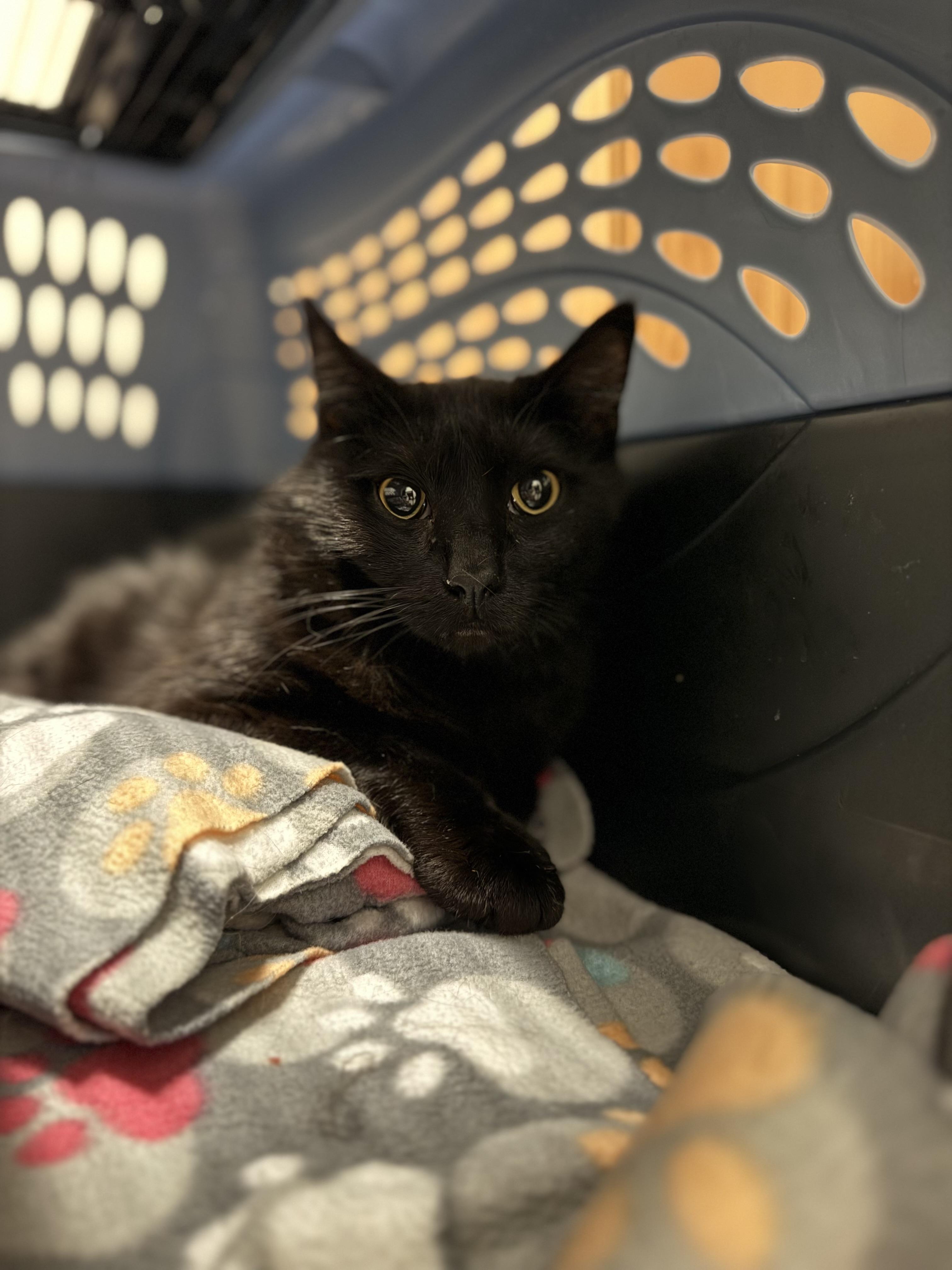Figment AKA Fig, an adoptable Domestic Short Hair in Sartell, MN, 56377 | Photo Image 2