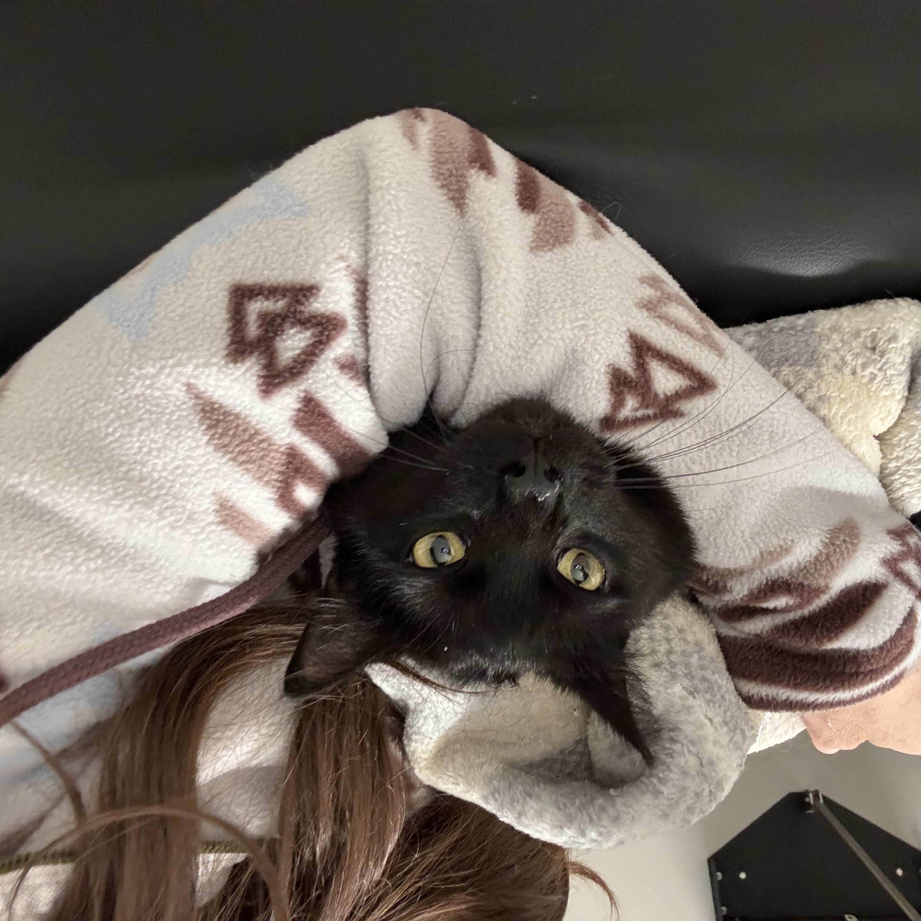 Figment AKA Fig, an adoptable Domestic Short Hair in Sartell, MN, 56377 | Photo Image 3
