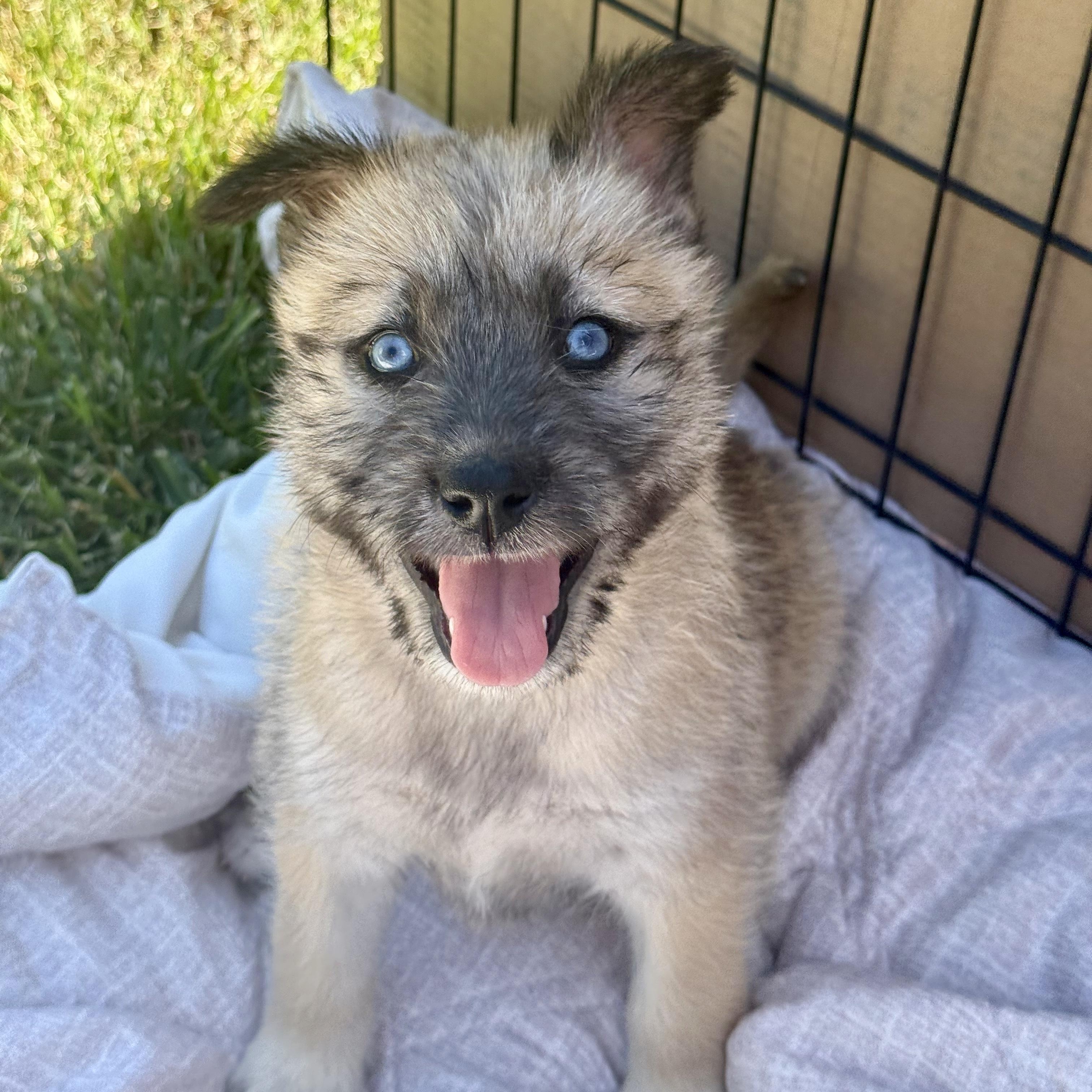 Fawn, an adoptable mixed breed in modesto, CA image 3/6