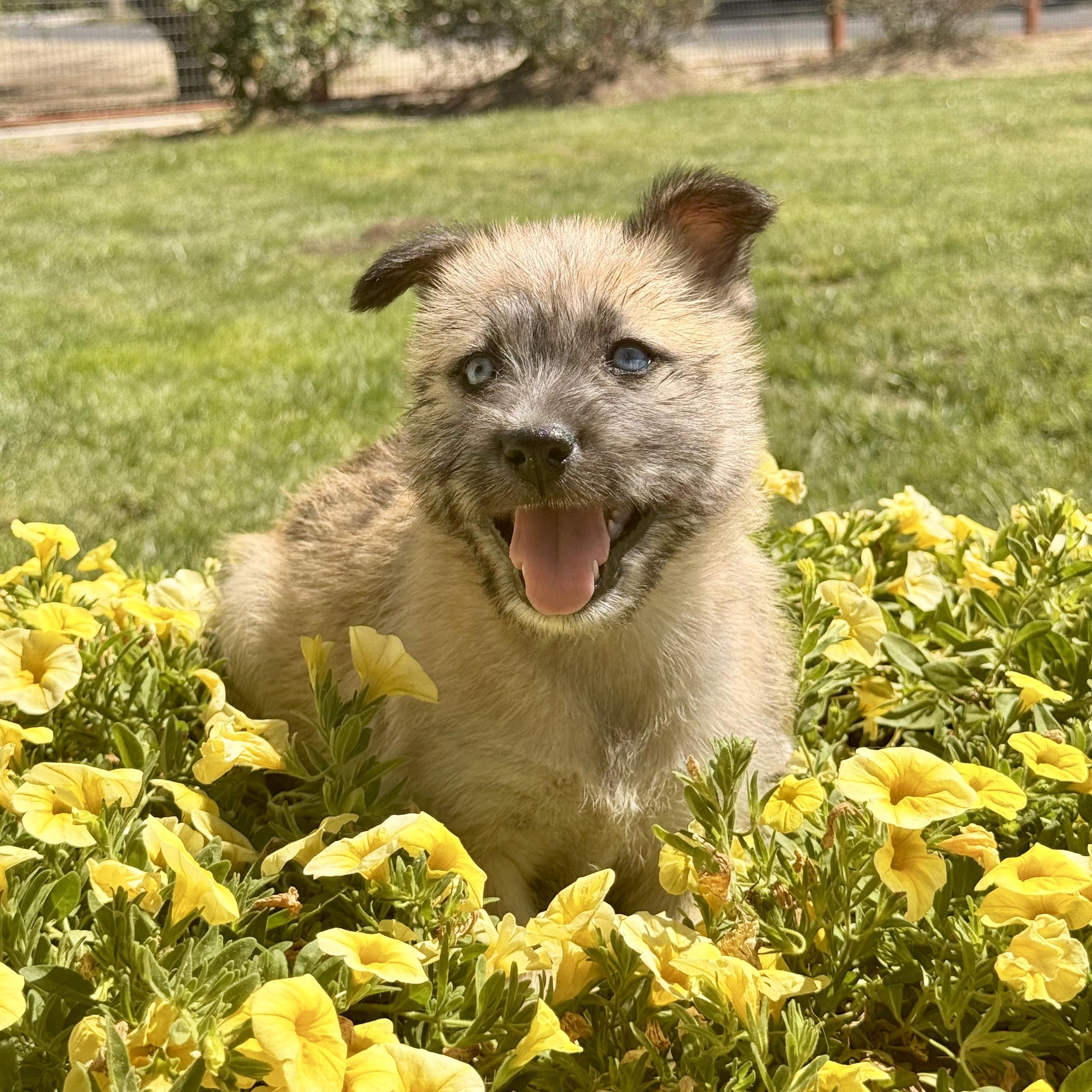 Fawn, adoptable, Puppy Female Wirehaired Terrier & Shih Tzu.