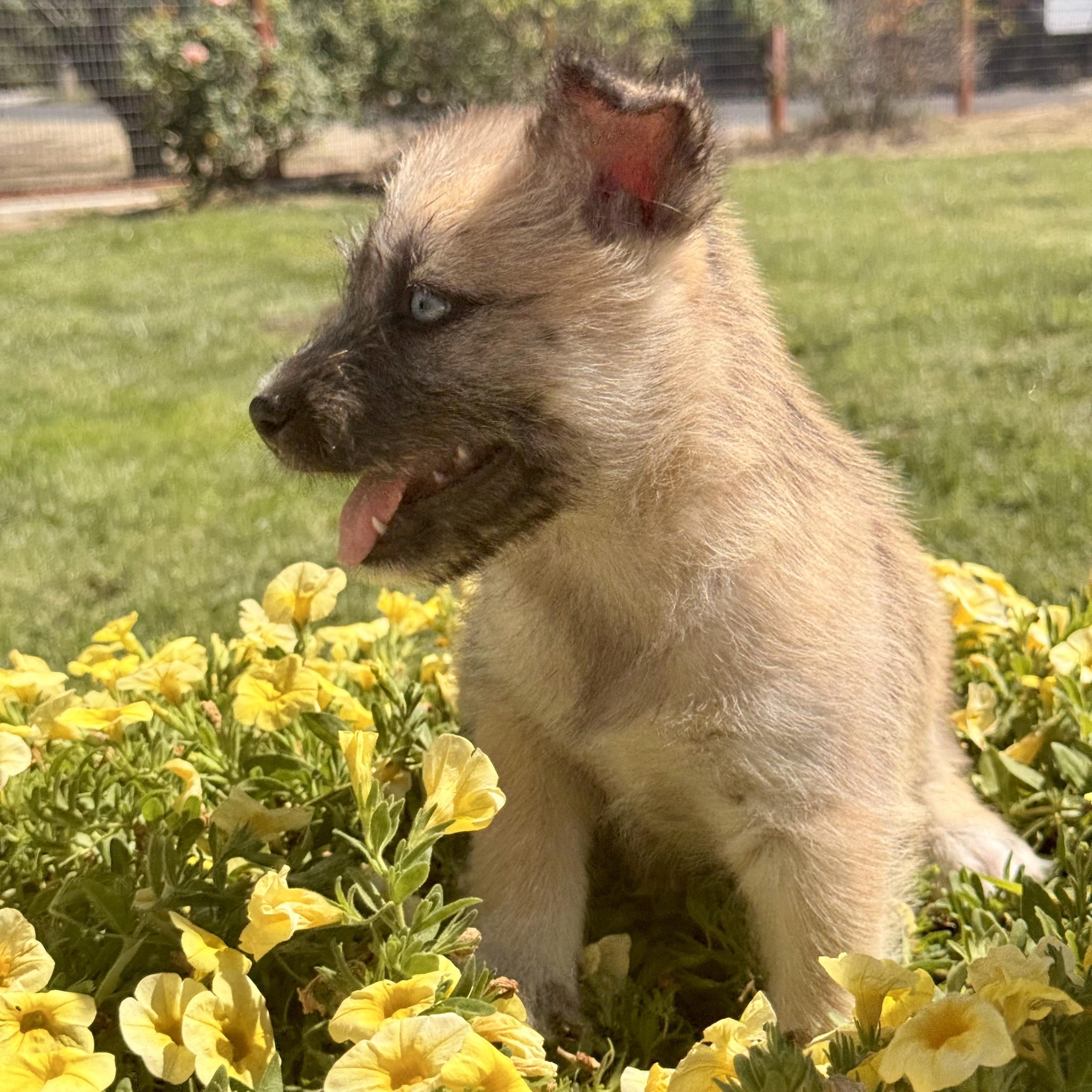 Fawn, an adoptable mixed breed in modesto, CA image 6/6