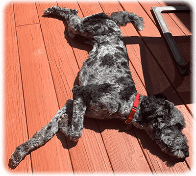 Enlarge Daisy-Has Been Adopted, a Adopted Aussiedoodle in Miamisburg, OH image 1/4